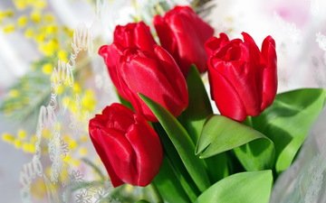 цветы, бутоны, красные, тюльпаны