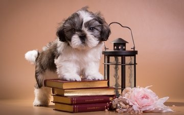 книги, щенок, фонарь, ши-тцу