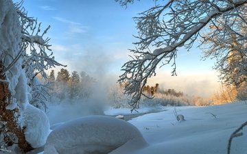 деревья, снег, зима, ветки