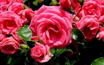цветы, бутоны, розы, лепестки, розовый