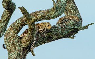 дерево, отдых, малыш, леопарды