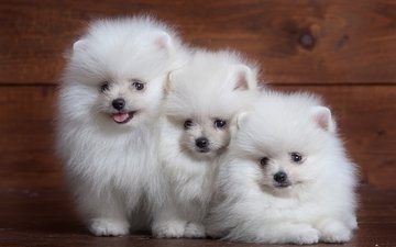 пушистый, белый, щенок, собаки, трио, шпиц