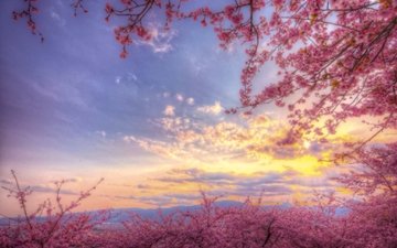 небо, цветение, весна, розовый, сакура