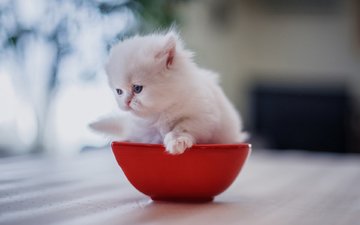 котенок, малыш, миска, белый котёнок, персидская кошка