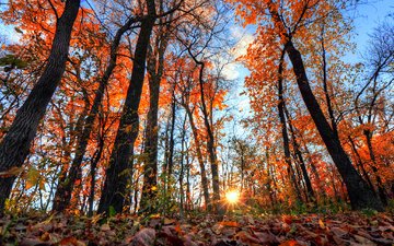 небо, деревья, солнце, лес, листья, лучи, осень