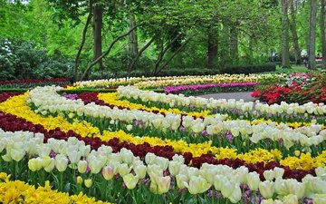 небо, цветение, дизайн, парк, весна, розовый, тюльпаны, сакура, клумбы