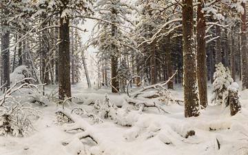 рисунок, деревья, снег, природа, лес, зима, ivan shishkin