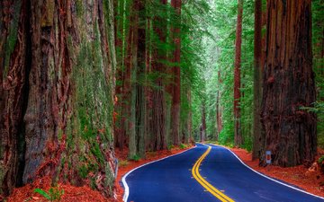 дорога, деревья, лес, соединённые штаты, redwood state park, ка­ли­фор­нийс­кая