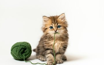 кошка, котенок, игра, белый фон, клубок, дейзи, © benjamin torode, зеленые нитки
