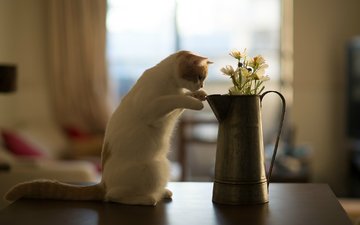 цветы, кот, кошка, котенок, стол, benjamin torode, бенджамин тород, ханна