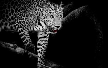 кошка, чёрно-белое, леопард, хищник