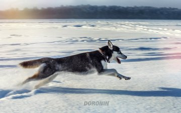 снег, зима, собака, прыжок, фотограф, хаски, бег, denis doronin
