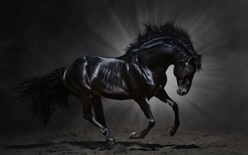 лошадь, черный, темный фон, конь, грива, бег, копыта, мустанг, вороной