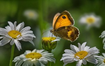 цветы, насекомое, капли, лето, бабочка, крылья, ромашки