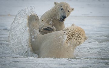 брызги, медведи, аляска, белые медведи, национальный арктический заповедник, arctic national wildlife refuge, спарринг