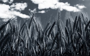небо, облака, чёрно-белое, колосья, пшеница, колоски, by robin de blanche, clear day