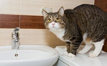 вода, кот, кошка, ванна, раковина