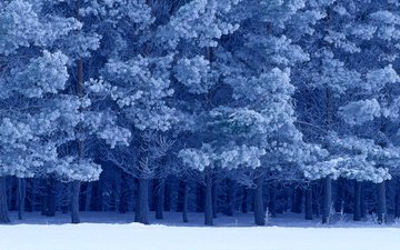 снег, зима, канада, birds hill provincial park, манитоба, шотландские сосны