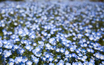 цветы, поле, лепестки, размытость, голубые, боке, немофила