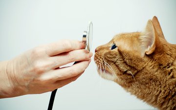 кот, кошка, feline, veterinarian