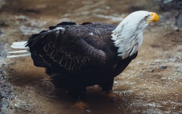 вода, ручей, птица, клюв, перья, белоголовый орлан