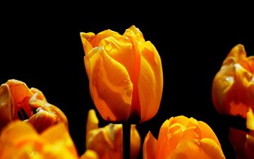 цветы, природа, весна, черный фон, тюльпаны