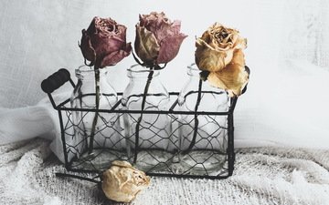 цветы, розы, банки