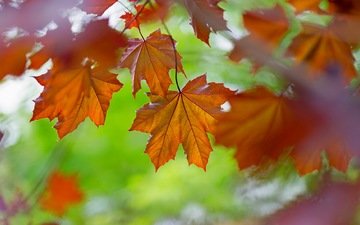 природа, листья, осень, цвет