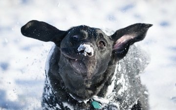 снег, зима, взгляд, собака, друг, лабрадор