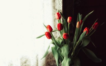 цветы, фон, тюльпаны