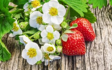 цветы, клубника, ягоды, свежие ягоды