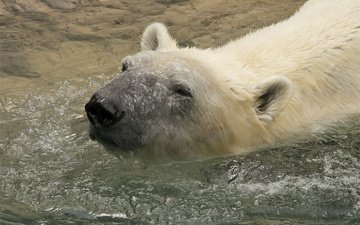вода, медведь, животное, белый медведь