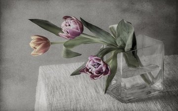 цветы, фон, букет, тюльпаны