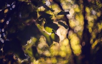 дерево, листья, боке