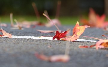 дорога, листья, осень, листик