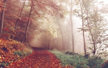 дорога, деревья, лес, туман, осень, красные листья, германия