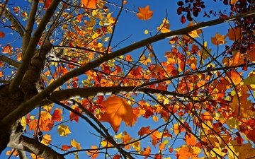 небо, природа, дерево, листья, ветви, осень, жёлтая, желтые, неба, опадают, на природе, осен,  листья,     дерево
