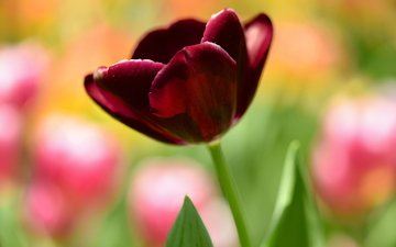 цветок, размытость, тюльпан, темный, бордовый