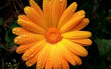 цветок, капли, лепестки, апельсин,  цветы, капли дождя