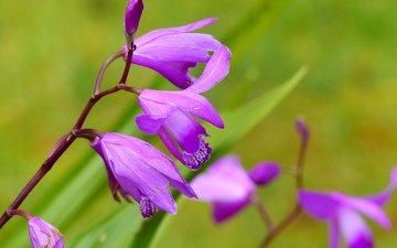 цветы, орхидеи, цветком, orchis laxiflora, болотные, ятрышник