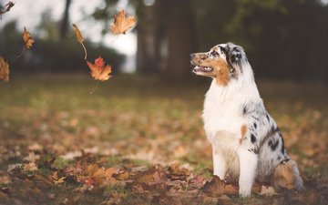 листья, мордочка, взгляд, осень, собака, профиль, кленовый лист, листопад, австралийская овчарка, аусси