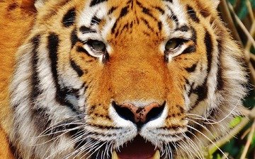 тигр, морда, взгляд, хищник, большая кошка