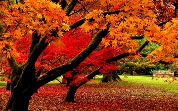 деревья, природа, листья, парк, осень, листопад, деревь, опадают, на природе, осен,  листья
