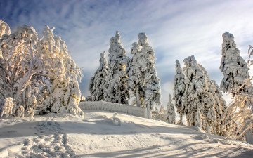 деревья, снег, зима, германия, harz national park, национальный парк гарц