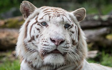 тигр, морда, кошка, взгляд, белый тигр