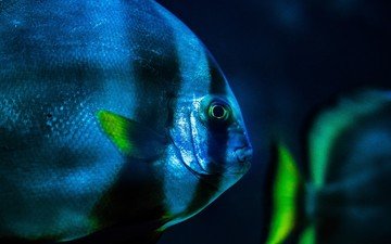 голубая, рыба, экзотическая рыба