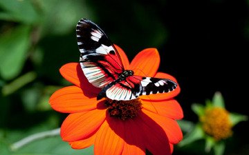 насекомое, цветок, бабочка, крылья