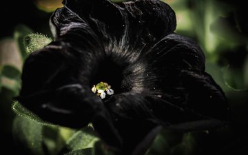 цветок, петуния, черный бархат
