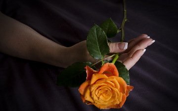 рука, листья, цветок, роза, лепестки, пальцы, маникюр, ilusiones, javier