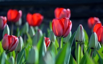 бутоны, весна, тюльпаны